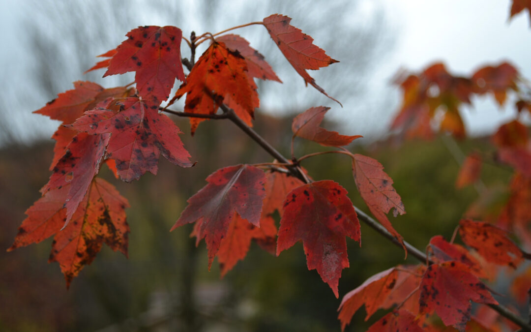 The Brokenness and the Beauty of Autumn *archive from 10/2015